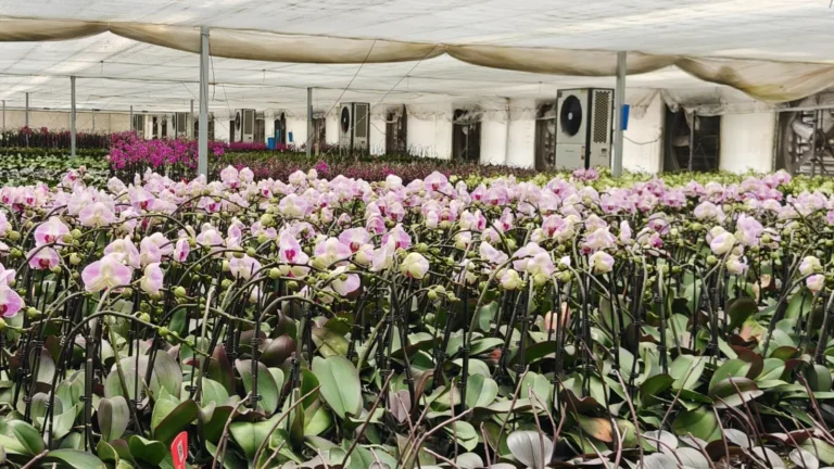 Sri Lankan Delegation Visits Guandu Flower Industry Association in Kunming, Yunnan